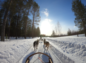 dog sledding in western ma