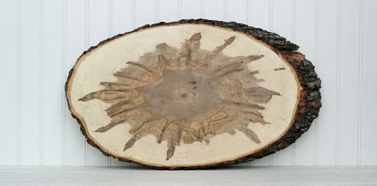 A slab cut of ambrosia maple showcasing the pattern left by an ambrosia beetle